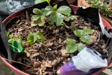 A pot of strawberry runners